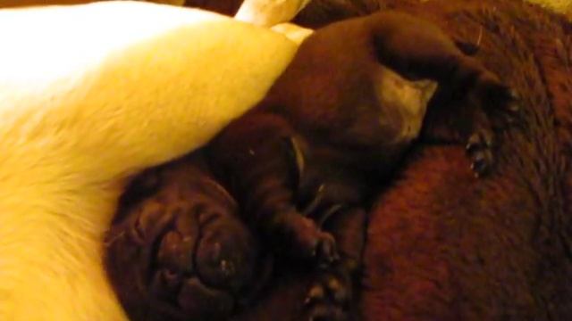 как я сплю... смотреть онлайн