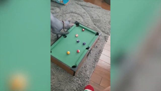 Котики играют в игры! Лучшие приколы 2020 😂! Тест на психику 🤪! смотреть онлайн