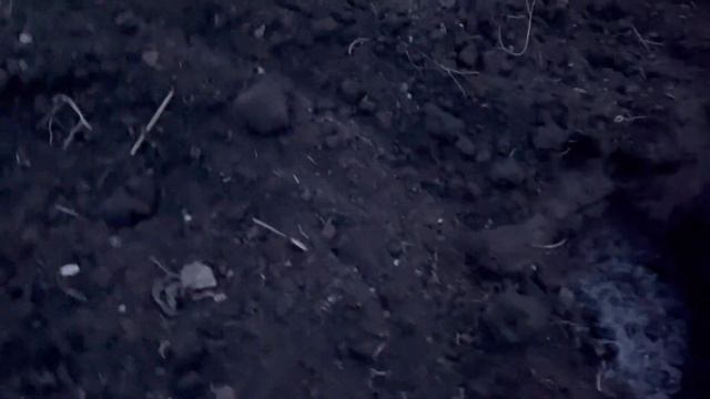 Хоста посадка весной в грунт , как правильно смотреть онлайн