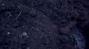 Хоста посадка весной в грунт , как правильно