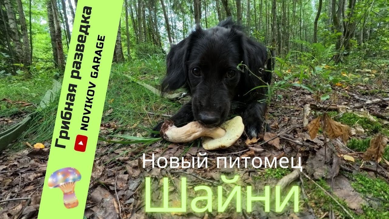 Грибная разведка 21 июля 2024 года или Шайни - новый питомец и член команды Новиков Гараж :)