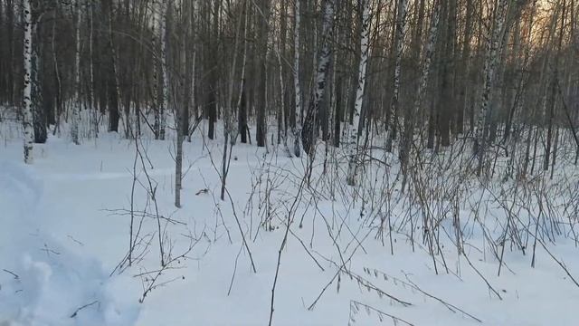 Закрытие капканов (2 путик) смотреть онлайн