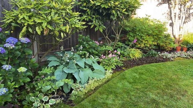 Hosta "Elegans", Early Summer Update (4K) - June 25 смотреть онлайн