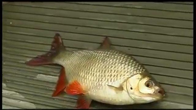 Рыбалка прежде всего смотреть онлайн