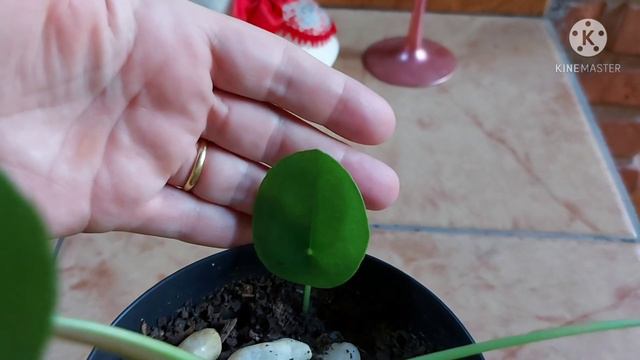 Dicas de cultivo da Pilea peperomiodes смотреть онлайн