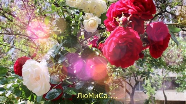 рассказ две розы часть 2.mp4