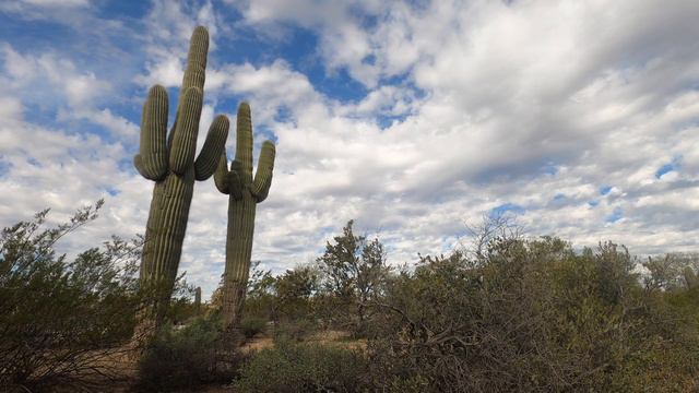 Arizona Desert Sounds: Relaxing Nature Ambience For Meditation And Sleep  #naturesounds