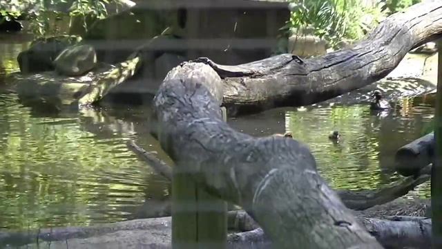 150 Jahre Zoo Dresden (10.05.2011) смотреть онлайн