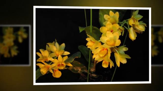 Dendrobium Sulcatum