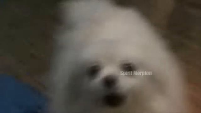 Martin Garrix - Animals - Gabe the dog cover смотреть онлайн