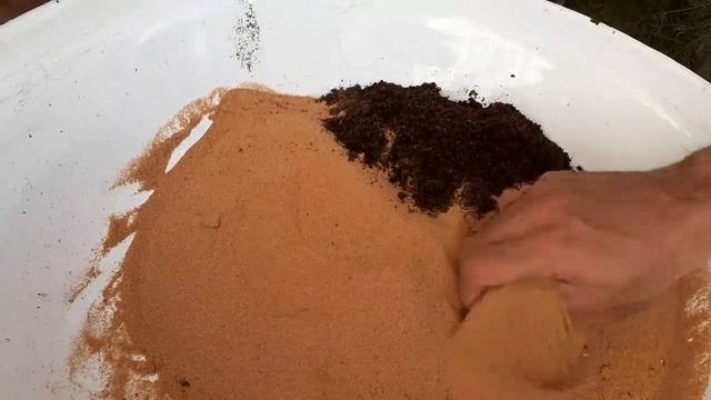 How to propagate Elephant Bush (Portulacaria afra) from cuttings смотреть онлайн