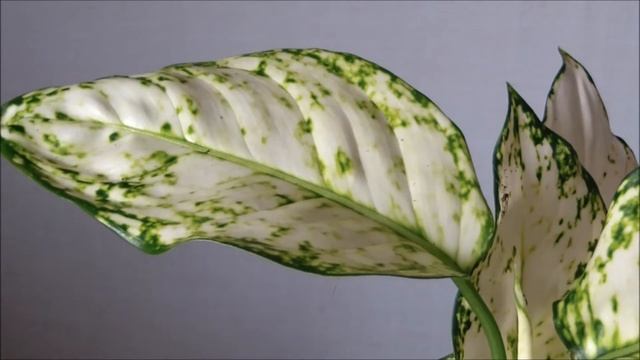 Аглаонема Анимани Супер Вайт купить смотреть онлайн