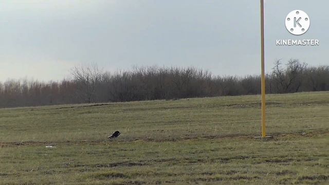 кроухантинг,, Crowhunting, весна 23