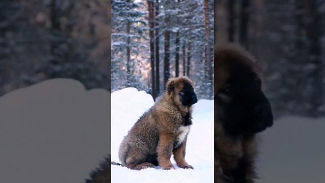 Юджин 3 мес