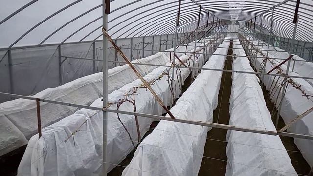 Заморозок на малообъемке (клубника, виноград) смотреть онлайн