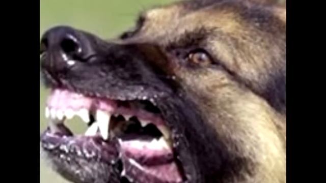 Блюз бродячих собак смотреть онлайн