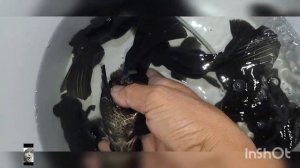 нерест телескоп 72#  3 октября 2022 г.