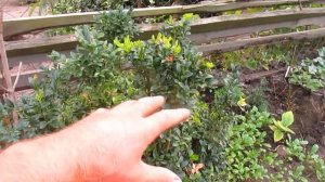 САМШИТ.  Как растёт, когда стричь.  Обзор растений,часть 4.