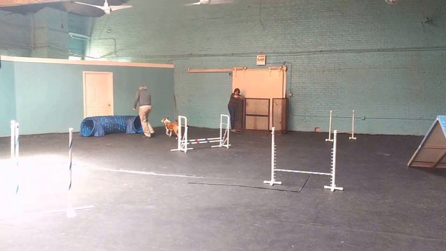 Buster, a Basenji mix, tries out canine agility смотреть онлайн