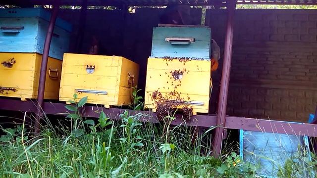 Ленивый пчеловод. Борода на улье. смотреть онлайн