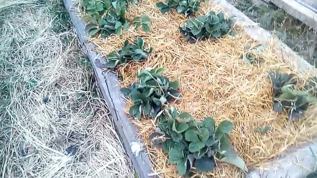 Подготовка клубники к зиме. Стоит ли укрывать землянику смотреть онлайн