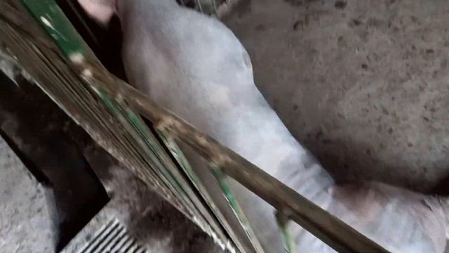 Кот в мешке или удача ? Зачем тракторист Юра в моём свинарнике? хряк породы Петрен смотреть онлайн