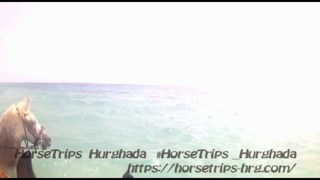 Купание в море на лошадях с дельфинами смотреть онлайн