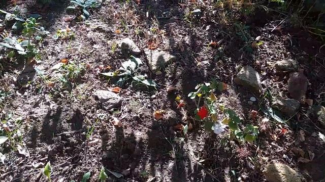 Жизнь на Даче. Дела садовые.Что посадить под черешней ?. Посадке орехов надо учиться у ворон. смотреть онлайн