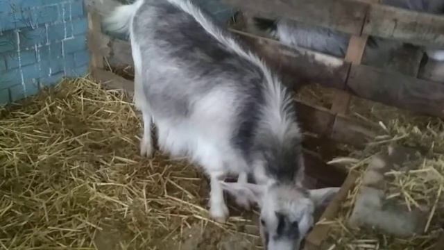 Как козел ломает свой дом! Жизнь настоящего козла! смотреть онлайн