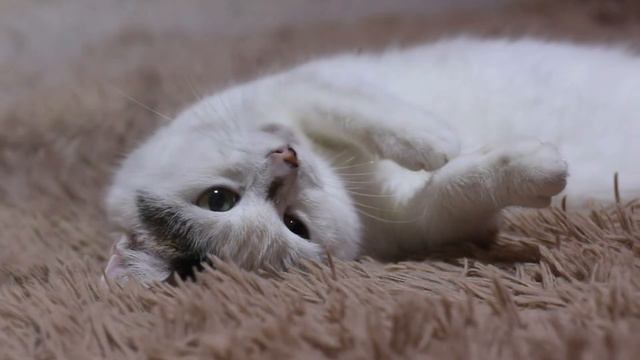 Теплое, нежное, зимнее видео про котов! Ролик-релакс! смотреть онлайн