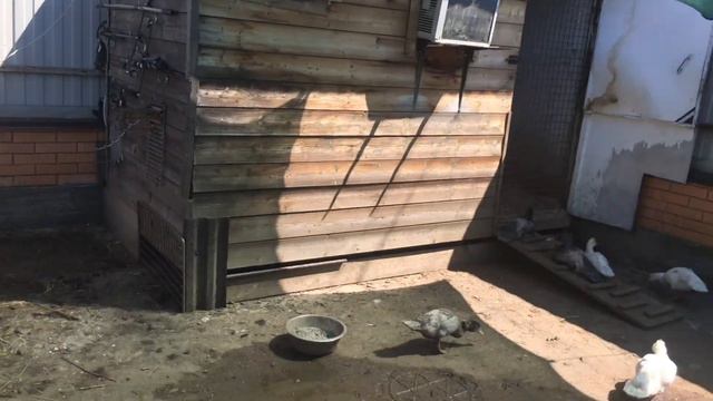 Большое переселение и раздел территории! смотреть онлайн