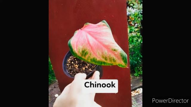 TOP CALADIUM BUSINESS OF MY SISTER IN MINDORO PROVINCE смотреть онлайн
