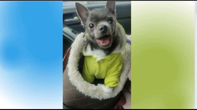 чихуахуа в новый год смотреть онлайн