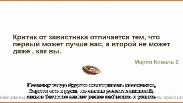 Богомолы в домашних условиях: особенности содержания