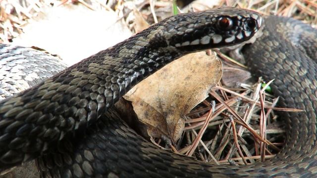 Ядовитые змеи - гадюка обыкновенная, Poisonous snakes - Viper смотреть онлайн