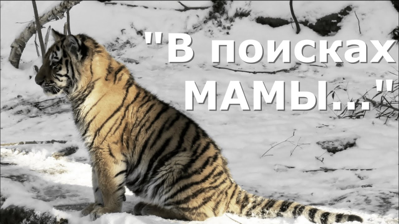 В поисках мамы БЕМБИ 2021 смотреть онлайн