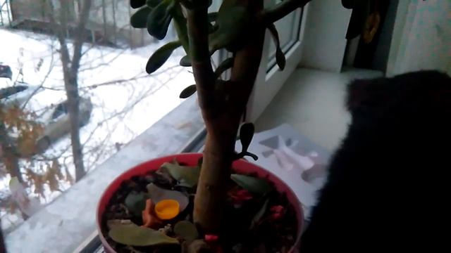 Синицы на подоконнике смотреть онлайн