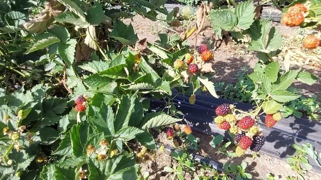 Ежевика Кэддо. Первое плодоношение смотреть онлайн
