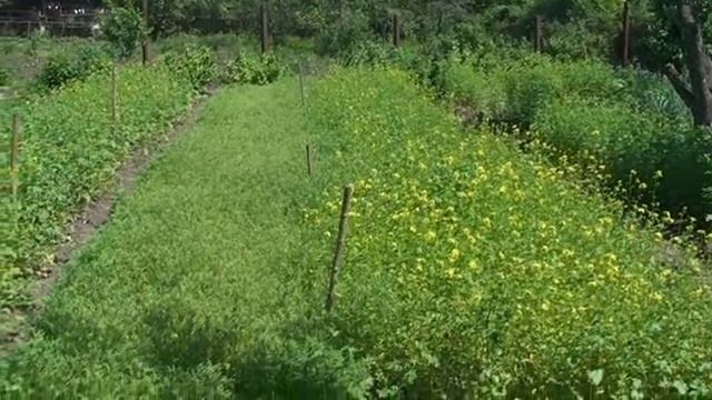 Сидераты׃ Горчица белая и фацелия, посеянные весной смотреть онлайн