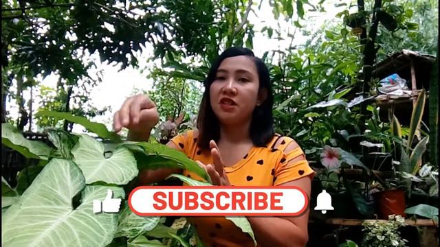 Syngonium Plants Care Guide And Tips | How To Care This Plants | Feng Shui Plants/Arrowhead Plants