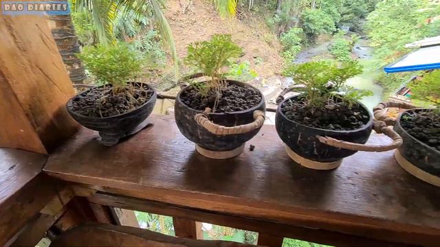 MY SPIKE MOSS KINGDOM ( INDOOR PLANTS GROW AND CARE). смотреть онлайн