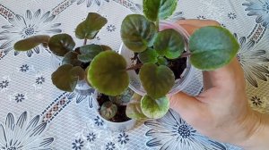 Проблемы с листьями фиалки! Почему цвет листьев поменялся? Фиалки у Алисы.