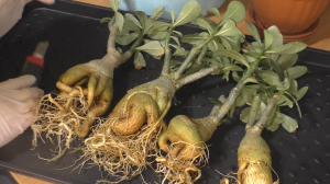 Мои АДЕНИУМЫ распёрли горшки. Что наросло за год. Новая СМЕСЬ ДЛЯ РОСТА и ЦВЕТЕНИЯ. Формирую корневу