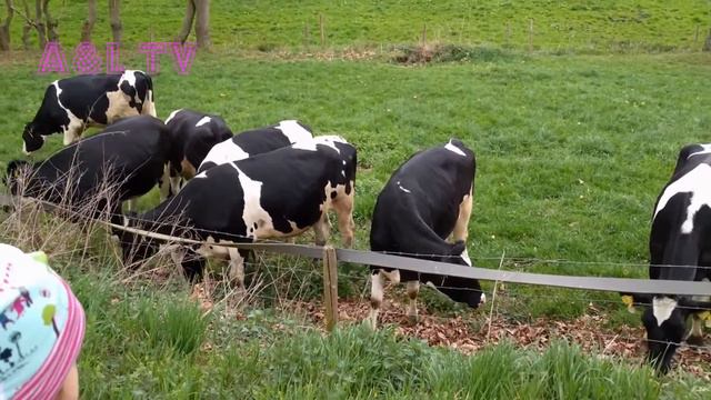 ферма Коровы и анастасиа смотреть онлайн