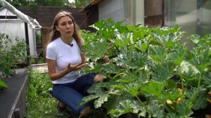 Уход и обработка от болезней кабачков