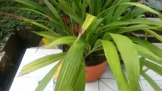 Spathoglottis plicata - a species of terrestrial orchid смотреть онлайн