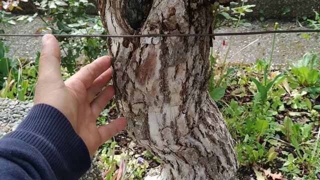 Old Kiwi (Actinidia deliciosa) Vines in Leutershausen / Germany смотреть онлайн