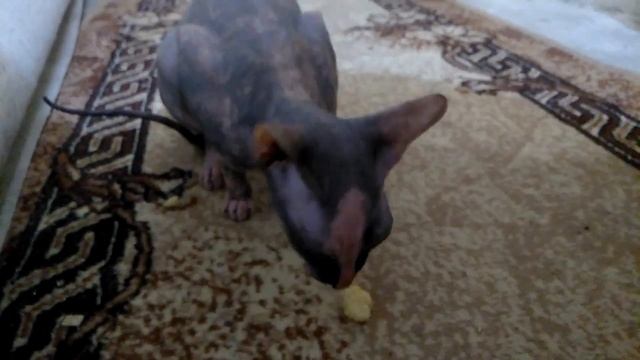 Наша Клякса жрёт кукурузные палочки кошки сфинкс Our Blot is eating corn sticks Sphynx Hairless Cat смотреть онлайн