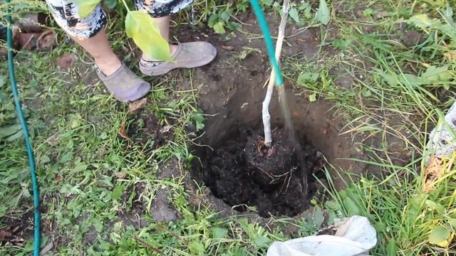 100% приживаемость саженца! Сажаем яблоню.