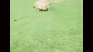 смешилки для детей 😂